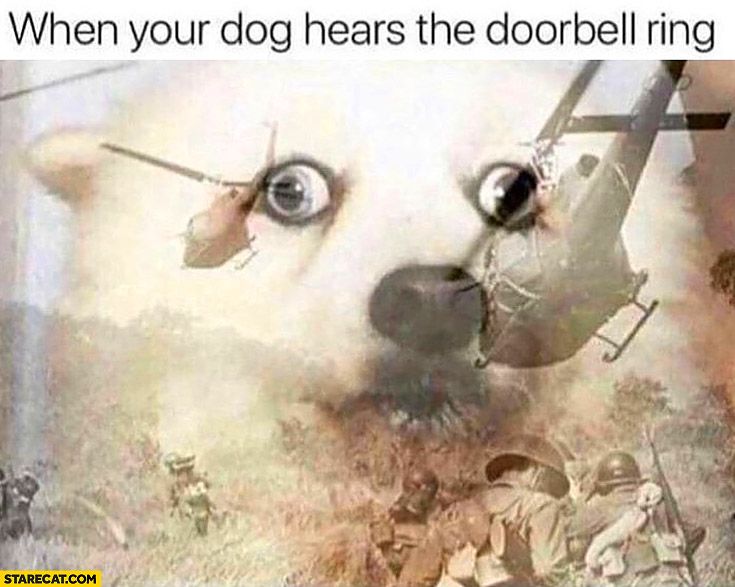 when-your-dog-hears-the-doorbell-ring-war-memories.jpg