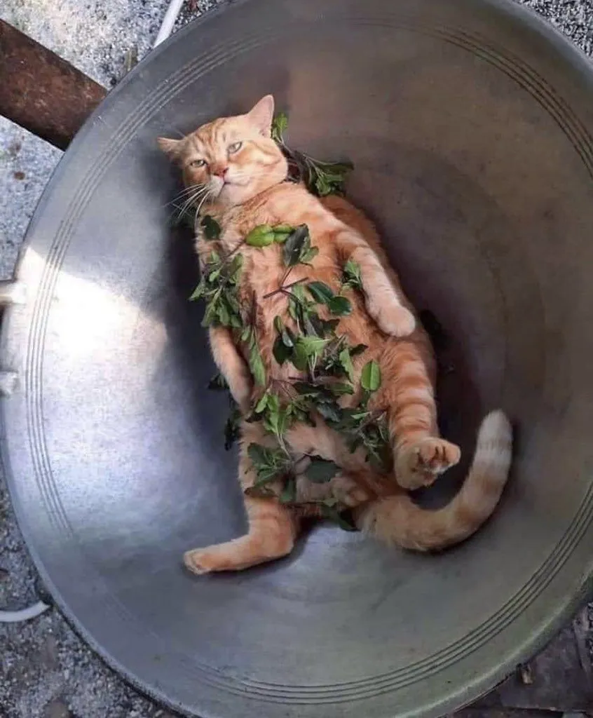 wok.webp