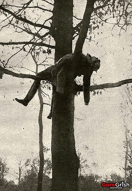 ww1-dead-german-sniper-in-tree.jpg
