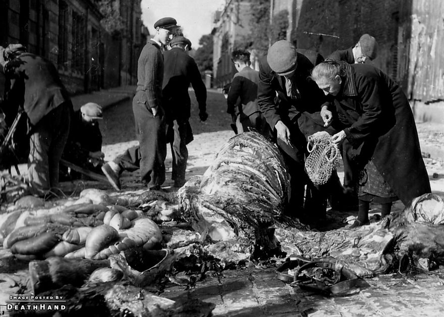 ww2-civilians-carve-meat-from-dead-horse-Saint-Quentin-France-sep3-1944.jpg