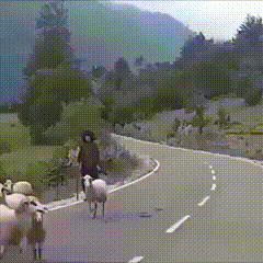 XD.gif