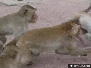YKLri6.gif