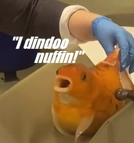 you're just arresting me cos I'm orange.webp