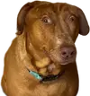 221212_gma_digital_surpriseddog_hpMain_1x1.webp