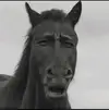 horse-what.webp