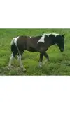 IMAG0702.webp
