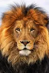 lion.webp