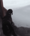 izLB2oZY9ZXzO.gif