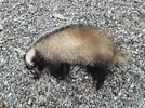 20210216_075252.webp