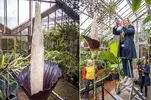 penis-plant-homepage-image.webp