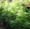 SATIVA G13.webp