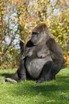 361878-female-gorilla (1).webp