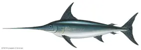 Swordfish.webp
