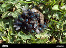 bluebottle-flies-calliphora-vicina-calliphoridae-and-greenbottle-flies-D33Y75.jpg