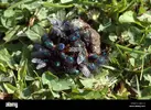 bluebottle-flies-calliphora-vicina-calliphoridae-and-greenbottle-flies-D33Y75.webp