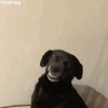 giphy (1).gif