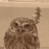 fabulous-owl.gif