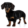 images.webp