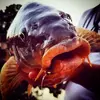 carp-mouth_grande.webp