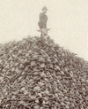 1865-1903_Annihilation_Buffalo.gif
