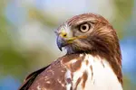 Red-tailed-Hawk-Mick-Thompson.webp