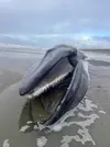 finwhale.webp