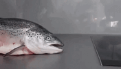 fish.gif