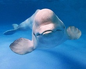 220px-Beluga_premier.gov.ru-3.webp