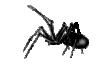 spider_left.gif