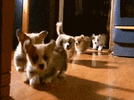 200w.gif