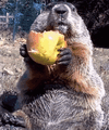 groundhog.gif