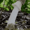 derection-mushroom.gif