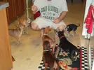 chihuahuas.webp