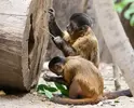 01_monkey_falotico_t-1301-2.webp