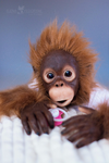 monkey-baby-orangutan-cinta-by-elena-fedoryak.webp