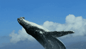 Whale.gif