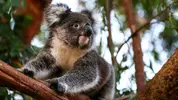 DR_2020-01-18_Koroit-Victoria-AU_Bushfires-MosswoodWildlife-RescuedKoalas_1D_MelanieMahoney_0...webp