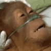 1000002310.gif