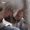 milking cow.gif