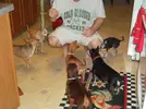 chihuahuas.webp