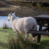 Sheep.gif