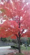 received_403590530663162.webp