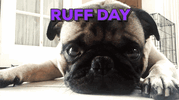 Ruff day.gif