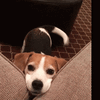 Cute dog.gif