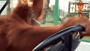 Driving to the banana store.gif