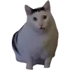 cat-m6f9ba3f95327eme (1).webp