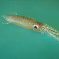 squidplastic
