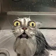 RatDrowner