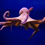 SquidGamer