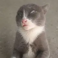 worratat